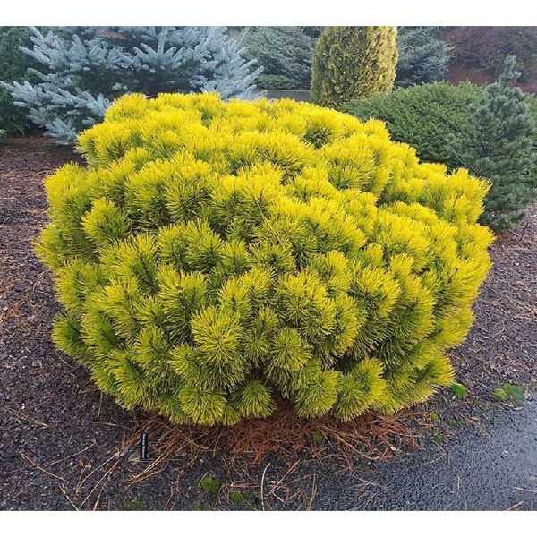 Сосна Горная Винтер Сан C1.5 шт