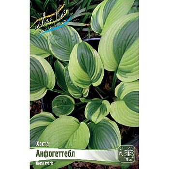 Хоста Анфогеттебл 1 n 1 шт