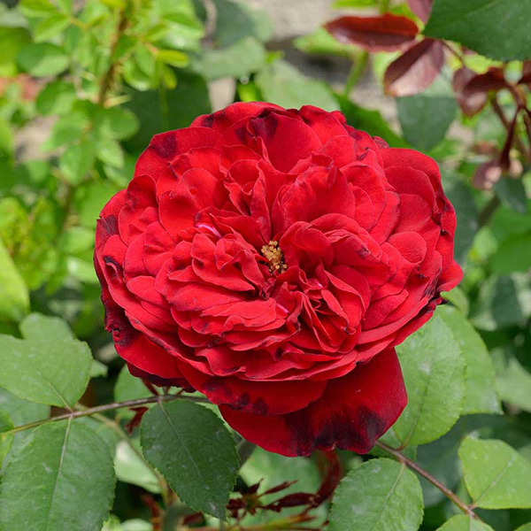 Роза Чайно-гибридная Травиата Садовита