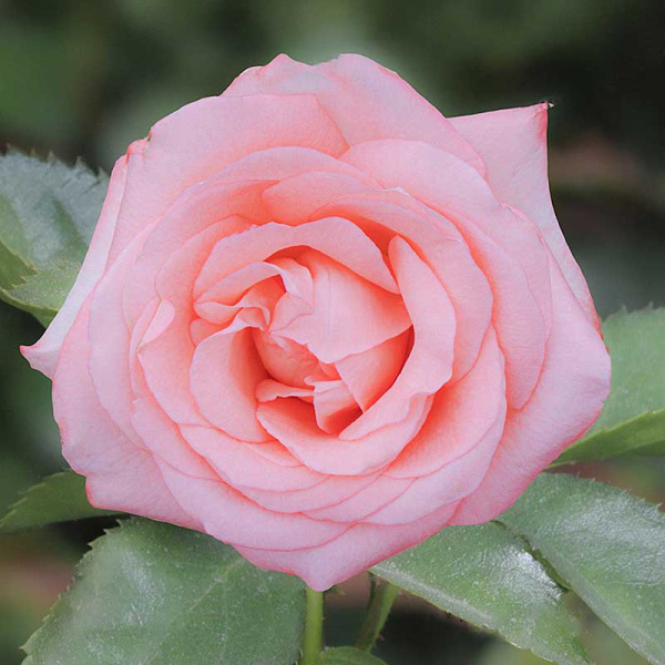 Роза чайно-гибридная Ноблесс Садовита