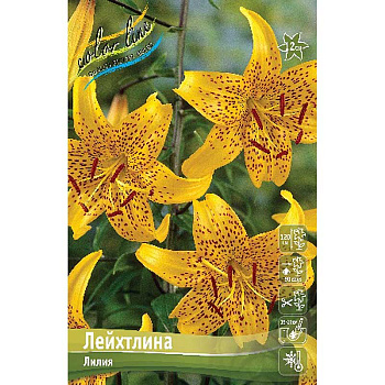 Лилия Лейхтлина 12/14 5 шт