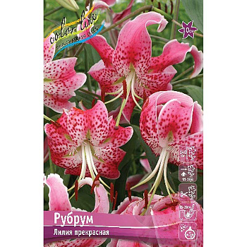 Лилия Сп. Рубрум 12/14 5 шт 