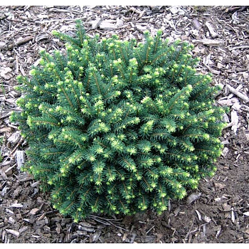 Ель Сербская Карел C2 шт