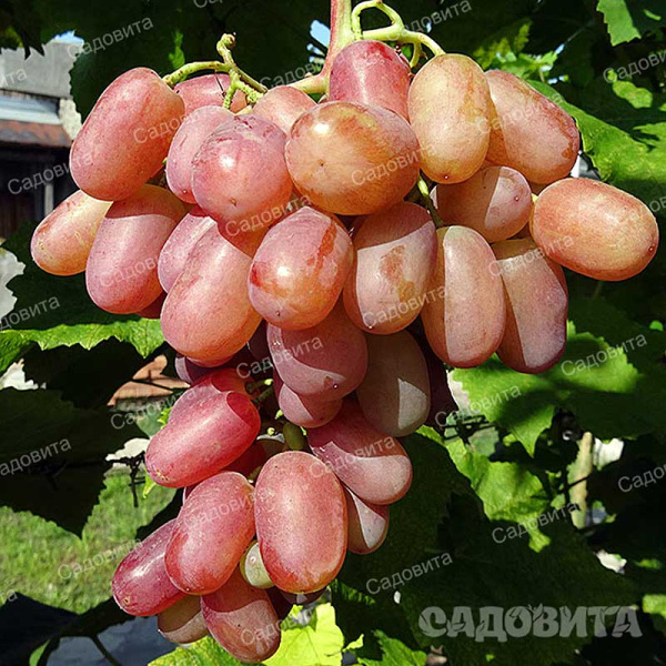 Виноград Юбилей Новочеркасска ранний Садовита