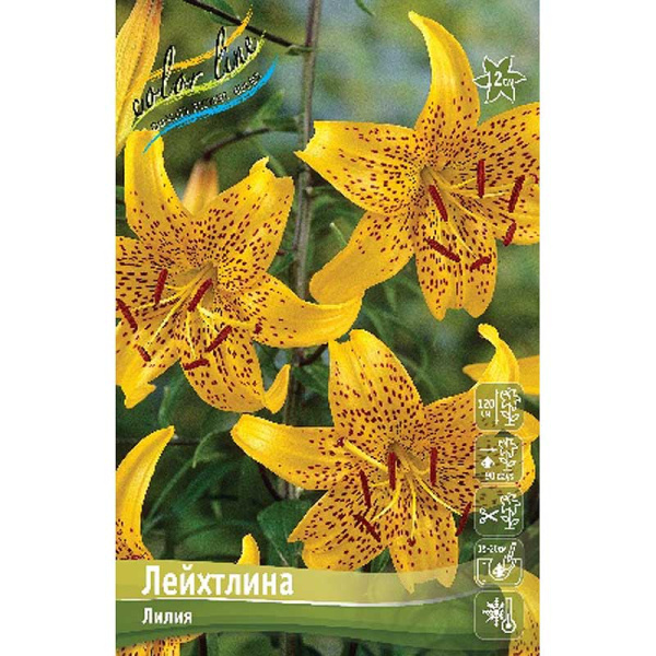 Лилия Лейхтлина 12/14 5 шт