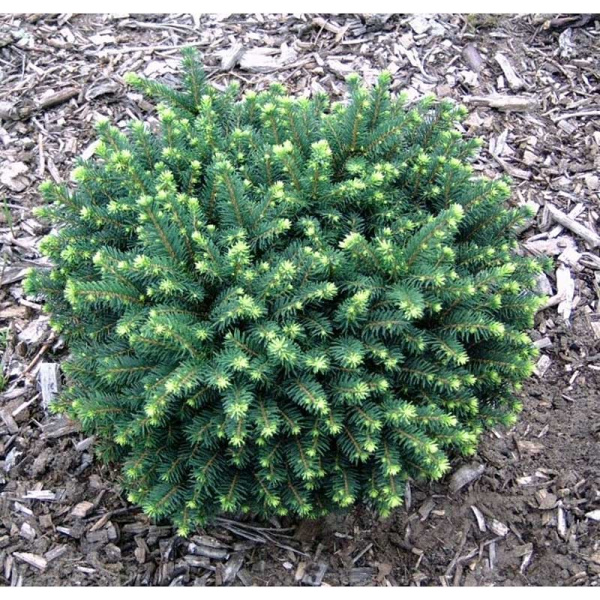 Ель Сербская Карел C2 шт