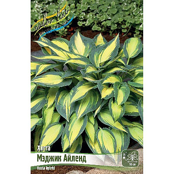 Хоста Мэджик Айленд 1 n 1 шт 