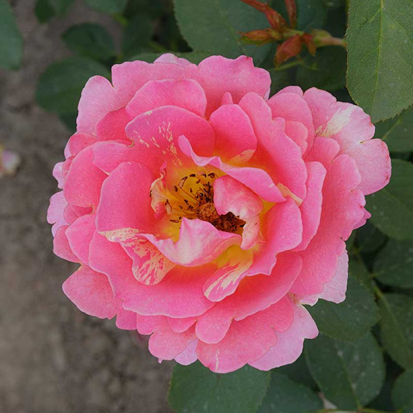 Роза чайно-гибридная Клод Моне Садовита