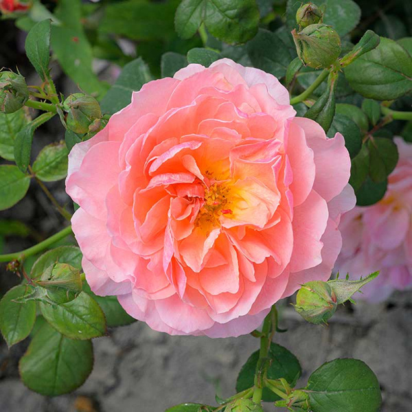 Роза Флорибунда Принцесс Дримс Садовита