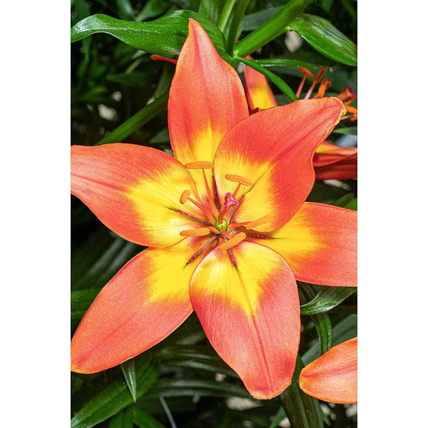 Лилия Фореве Линда 12/14 1 шт Садовита 