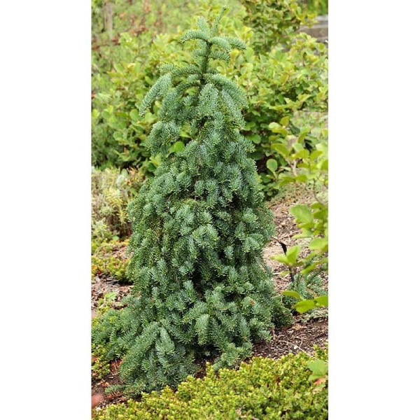 11100 Пихта Благородная Ла Грациоза 30-40см с комом ,шт