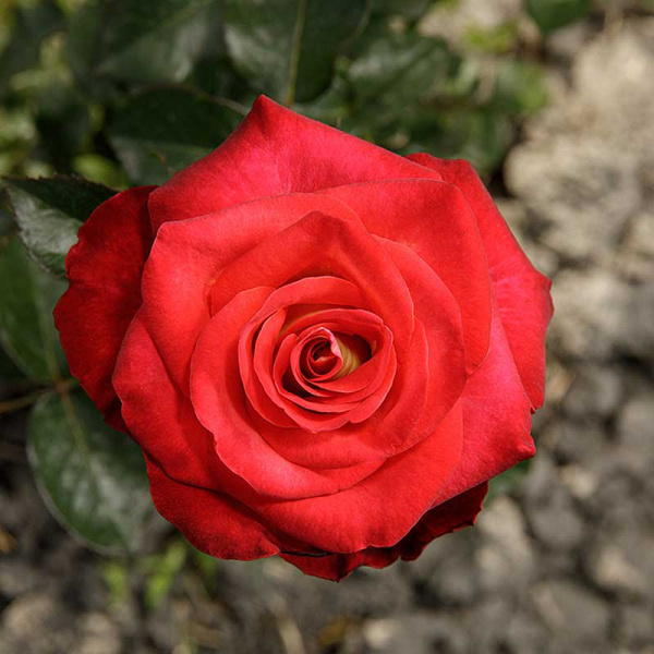 Роза чайно-гибридная Френдшип Садовита