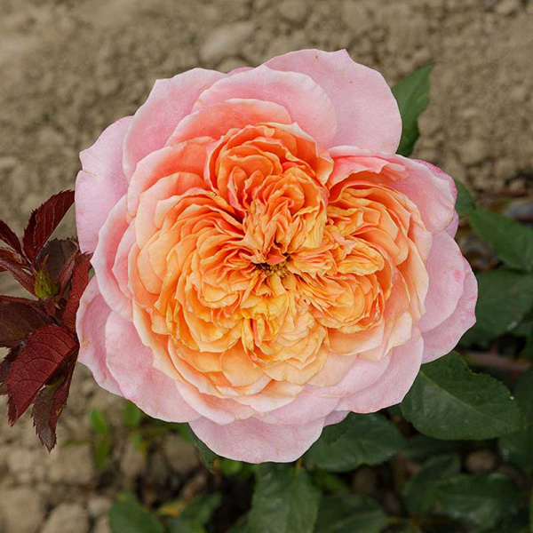 Роза шраб Мияби Садовита