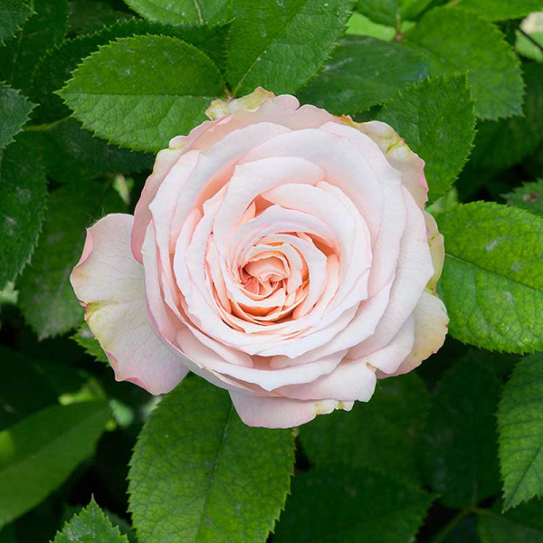 Роза Спрей Мадам Бомбастик Садовита