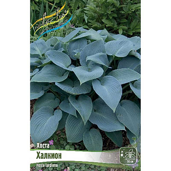 Хоста Халкион 1 n 2 шт