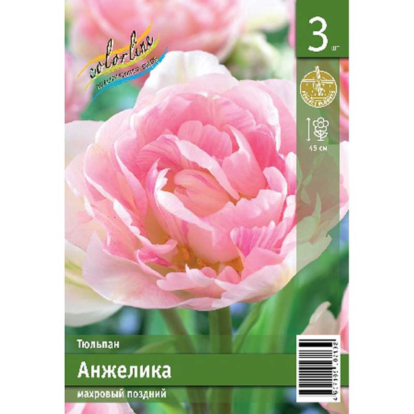 Тюльпан Анжелика 11/12 3 шт