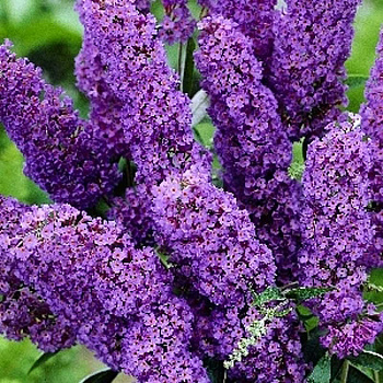 Буддлея Давида Нано Блю P9