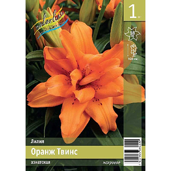 Лилия Оранж Твинc 12/14 1 Эконом шт 