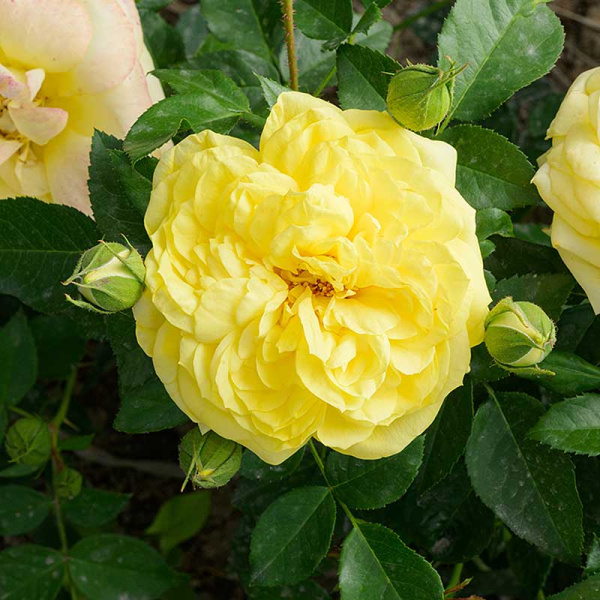 Роза Флорибунда Инка Садовита