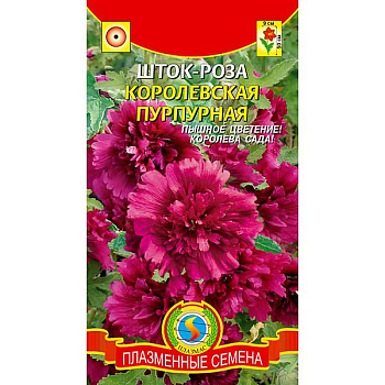 Шток-роза Королевская Пурпурная Плазма Ц х10 