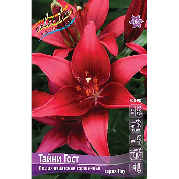 Лилия Тайни Гост 10/12 25 шт Биг-пак 307 