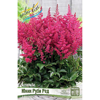 Астильба Юник Руби Ред 2/3 n 25 шт Биг-пак 2511
