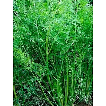 Укроп Мораван 1кг Поиск