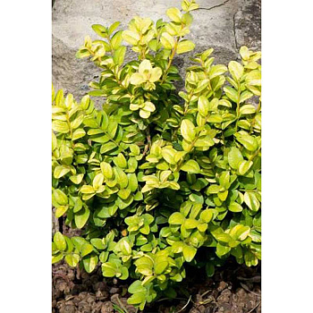 14330 Самшит Вечнозеленый Buxus Sempervirens Herrenhausen P9 Садовита