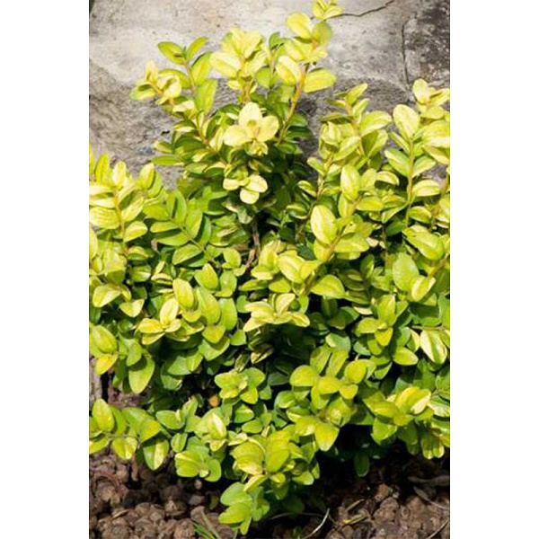 14330 Самшит Вечнозеленый Buxus Sempervirens Herrenhausen P9 Садовита