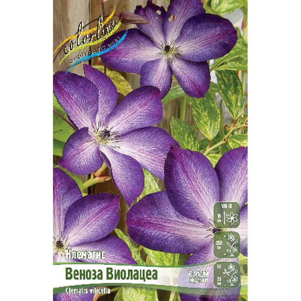 Клематис Веноза Виолацеа I 2 шт