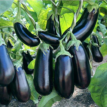 Баклажан Эпик (1000шт) Маринда/Seminis