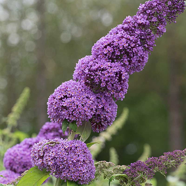 Буддлея Давида Орхид бьюти Р9 шт Садовита