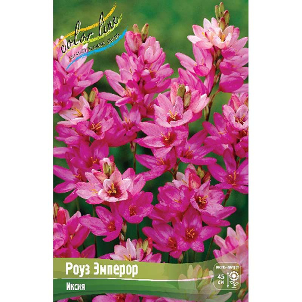 Иксия Роуз Эмперор 5/+ 200 шт Шоу-бокс 11043