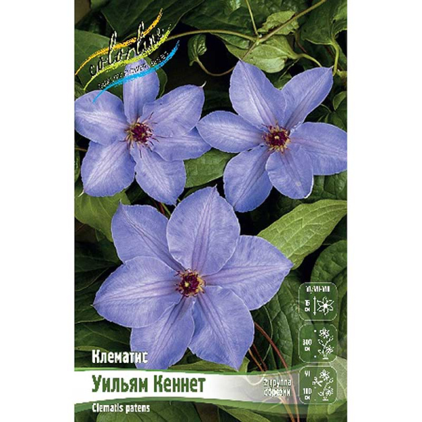 Клематис Уильям Кеннет I 2 шт