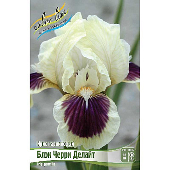 Ирис Карликовый Блэк Черри Делайт I 25 шт Биг-пак 3020