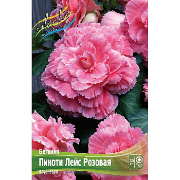 Бегония Пикоти Лейс Розовая 3,5/4 40 шт Шоу-Бокс 8868