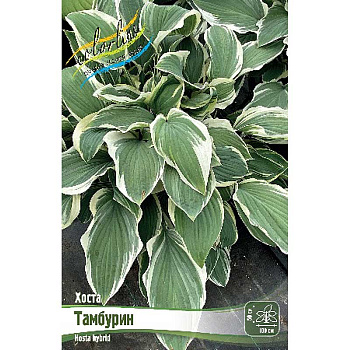 Хоста Тамбурин 1 n 1 шт