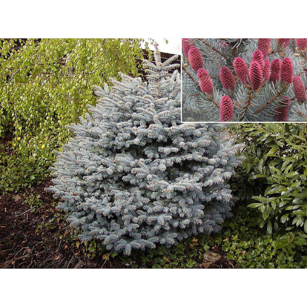 Ель Колючая Глаука Маджестик Блю P9