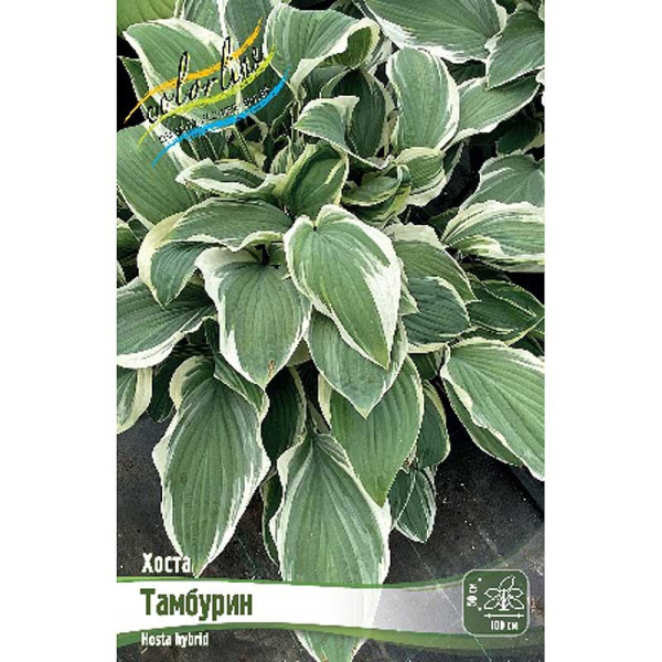 Хоста Тамбурин 1 n 1 шт