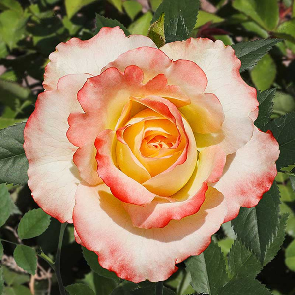 Роза чайно-гибридная Дуэт Садовита