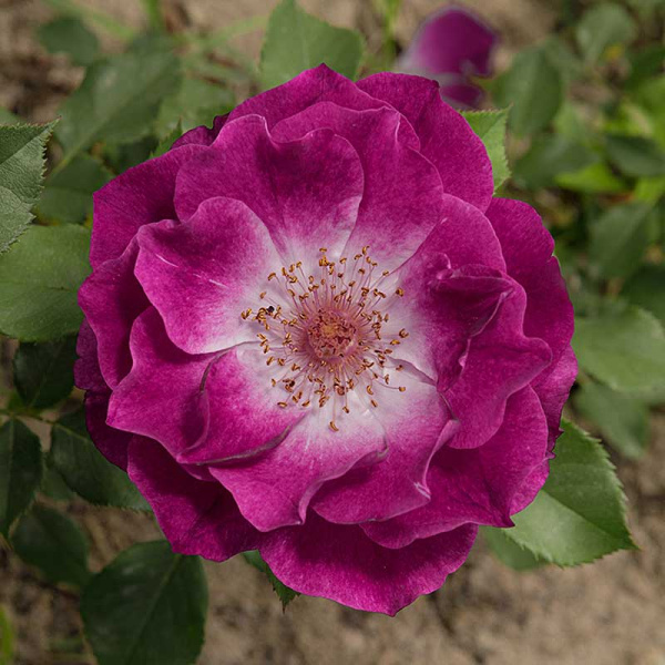 Роза флорибунда Уайлд блю йондер Садовита