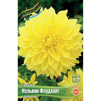 Георгина Кельвин Флудлайт I 15 шт Шоу-бокс 8912