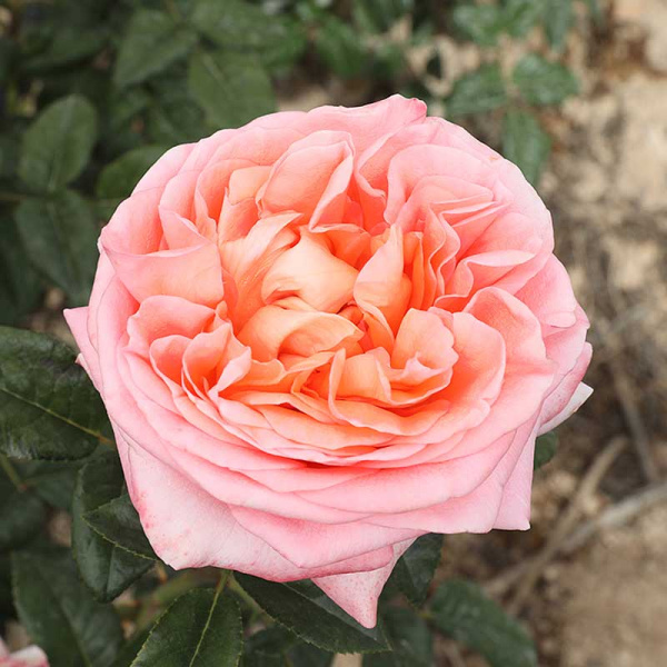 Роза чайно-гибридная Чиппендейл Садовита