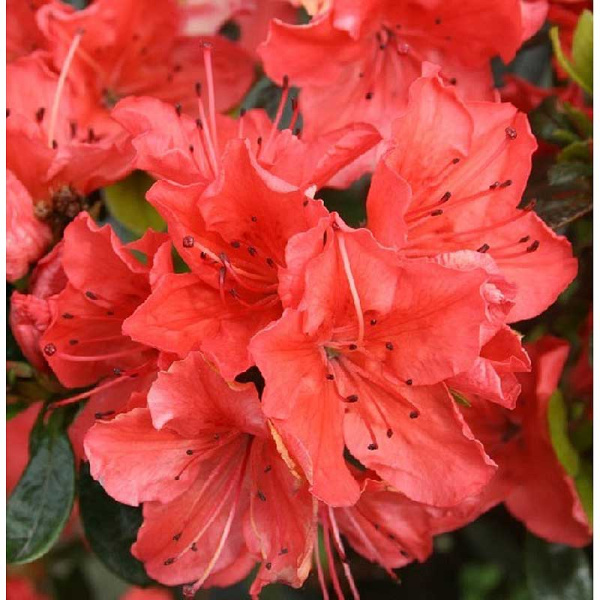 Азалия Японская Гейша Оранж P9,5