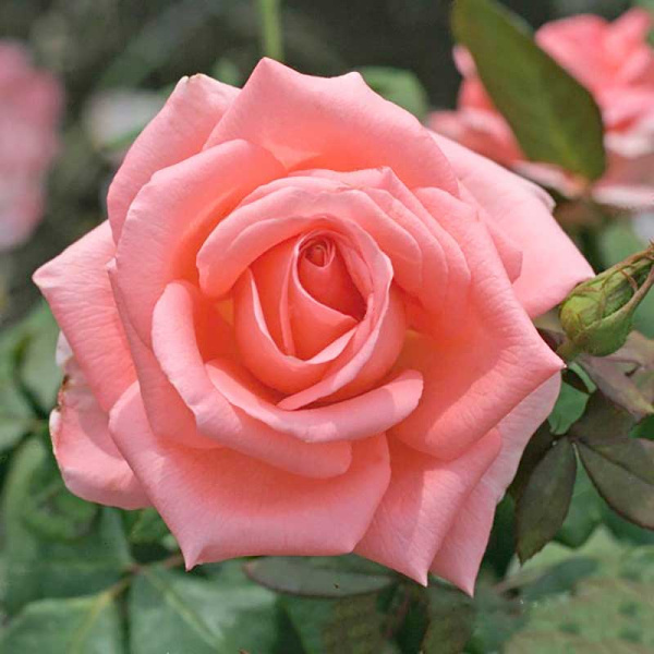 Роза чайно-гибридная Ноблесс Садовита