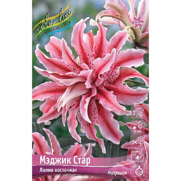 Лилия Мэджик Стар 12/14 5 шт