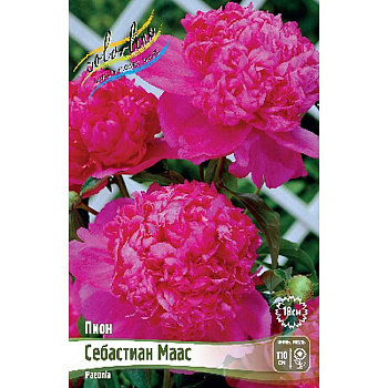 Пион Себастиан Маас 2/3 n 1 шт