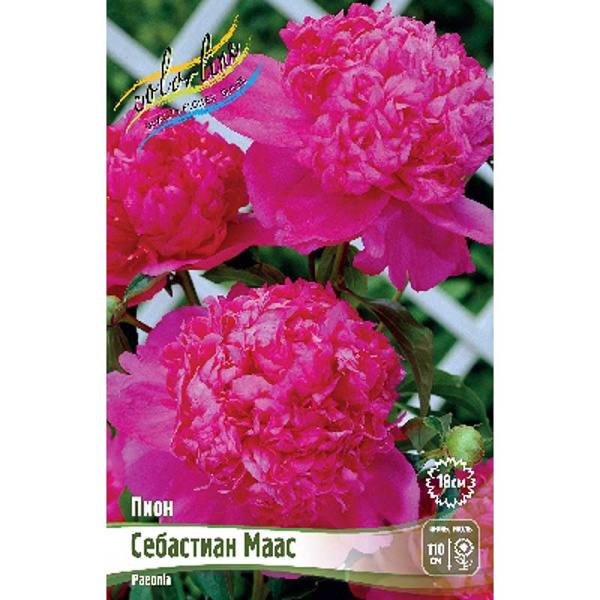 Пион Себастиан Маас 2/3 n 1 шт