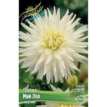 Георгина Май Лов I 15 шт Шоу-бокс 9066