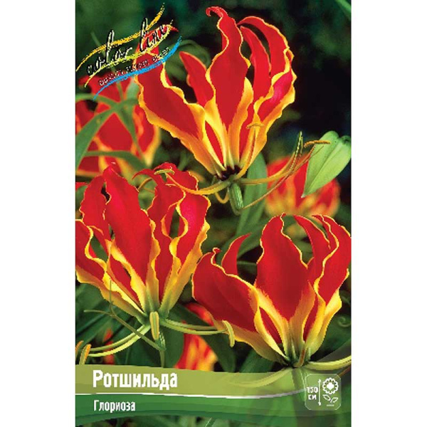 Глориоза Ротшильда 15/20 1 шт